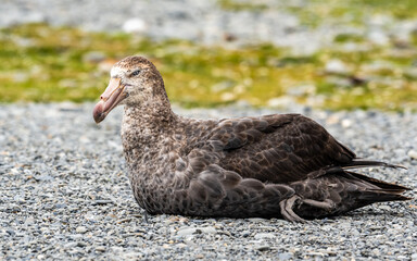 Photographing Southern Giant Petrel, Fortuna Bay, South Georgia