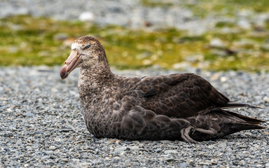 Photographing Southern Giant Petrel, Fortuna Bay, South Georgia
