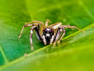 Jumping Spider (Telamonia dimidiata, Salticidae) resting and crawling on a green leaf