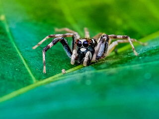 Jumping Spider (Telamonia dimidiata, Salticidae) resting and crawling on a green leaf