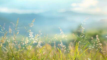 Obraz premium Soft Morning Light on Dewy Grass with Blurred Natural Background