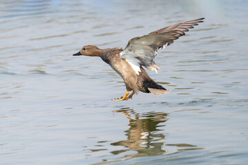 The Gadwall (Mareca strepera) is a medium-sized dabbling duck with gray-brown plumage, found in wetlands across North America, Europe, and Asia, feeding on aquatic vegetation.
