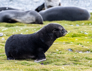 Obraz premium Photographing Fur seals of Fortuna Bay South Georgia