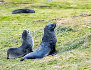 Obraz premium Photographing Fur seals of Fortuna Bay South Georgia
