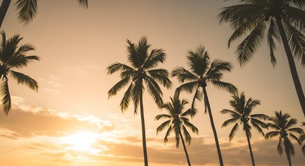 Palm Trees at Sunset Shore