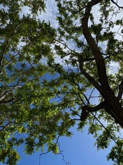 Beautiful pond landscape, nature, trees and geese in the park in Buenos Aires