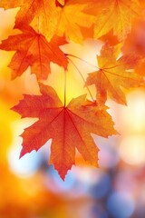 Fototapeta premium Vibrant Autumn Maple Leaves Close-up with Sunlight and Soft Bokeh Background