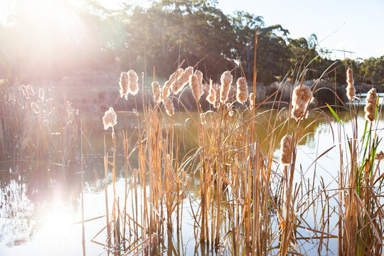 Sun flare over bulrushes and dam