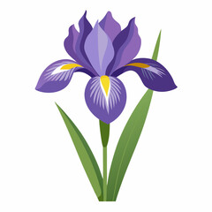 Iris flower isolated vector