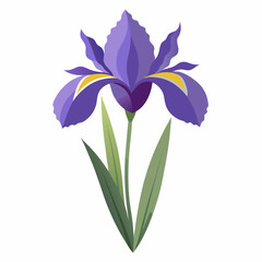 Iris flower isolated vector