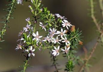Flowers on a Olearia plant in a garden