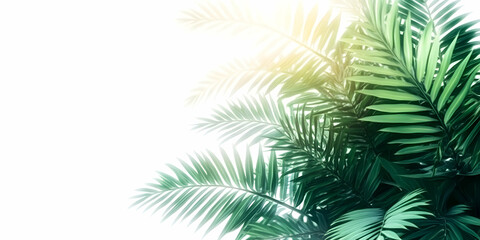 Green Palm Leaves Illustration with Sunlight on White Background Photo