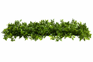 Obraz premium Isolated Green Leafy Vegetation On White Background Photo