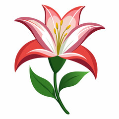 Lily flower isolated vector