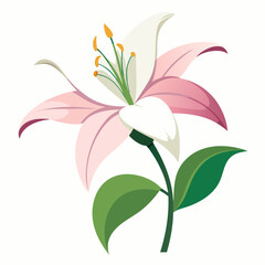 Lily flower isolated vector