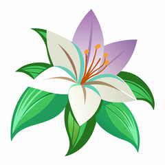 Lily flower isolated vector