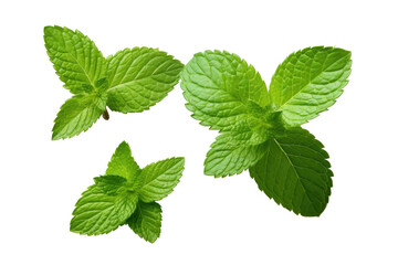 Fresh Mint Leaves on transparent background