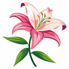 Lily flower isolated vector