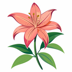 Lily flower isolated vector