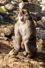 Ein gähnender Beraffe auf einem Stein sitzend zeigt sein Gebiss