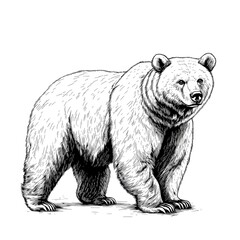 Obraz premium A majestic brown bear stands proudly in a detailed hand-drawn illustration showcasing its powerful physique and intense gaze.