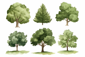 Watercolor Illustrations of Green Trees Set on White Background Photo