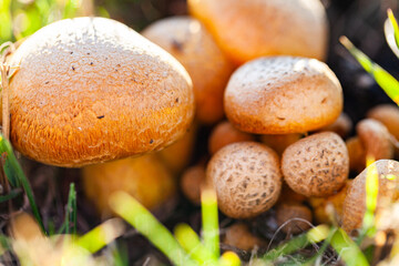 Group of orange toadstool fruiting bodies in a clump