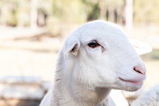 Close up of doper sheep eye