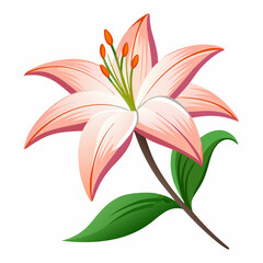 lily flower, isolated vector