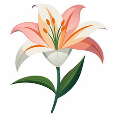 lily flower, isolated vector