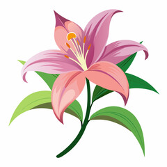 lily flower, isolated vector