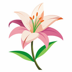 lily flower, isolated vector