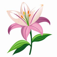 lily flower isolated vector
