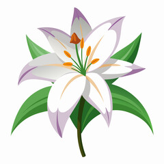 lily flower, isolated vector