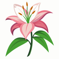 lily flower isolated vector