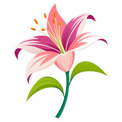 lily flower isolated vector