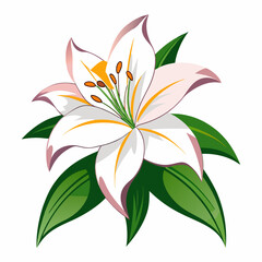 lily flower isolated vector