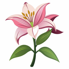 lily flower isolated vector