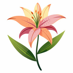 lily flower isolated vector