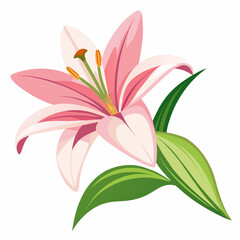 lily flower isolated vector