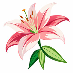 lily flower isolated vector
