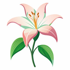 lily flower, isolated vector