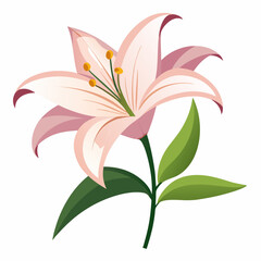 lily flower isolated vector