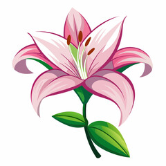lily flower isolated vector