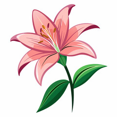 lily flower isolated vector