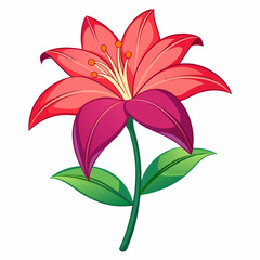 lily flower isolated vector