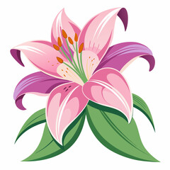 lily flower isolated vector