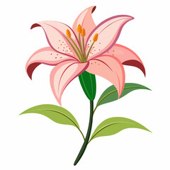 lily flower isolated vector