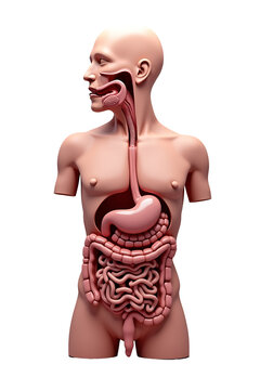 Isolated 3D Digestive System with Stomach and Intestines