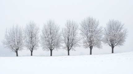 Obraz premium trees in the snow.